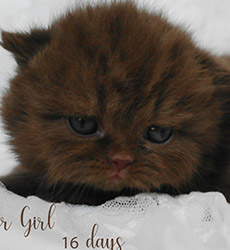 kitten foto Cover Girl