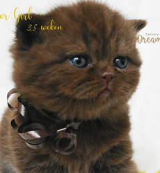 kitten foto Cover Girl