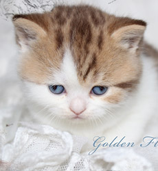 kitten fotos Golden Flame