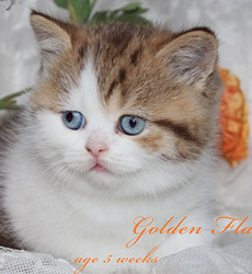 kitten fotos Golden Flame