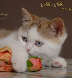 kitten fotos Golden Globbe