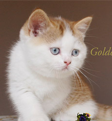 kitten fotos Golden Globe