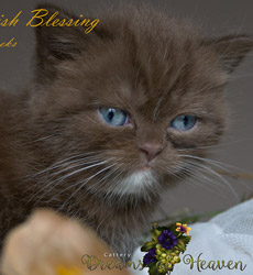 kitten fotos Irish Blessing