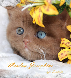 kitten fotos Meadow Josephine