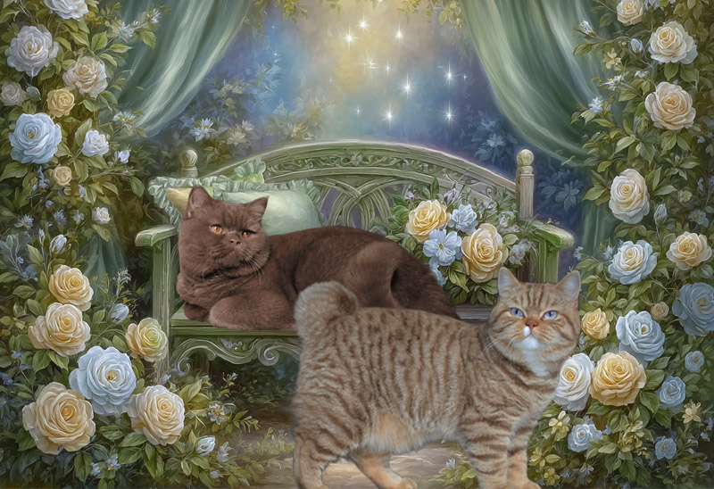 kittens